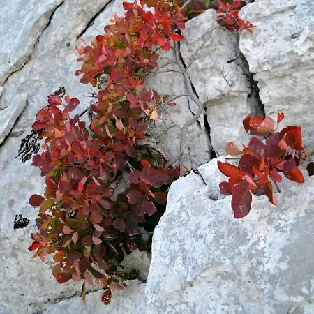 아파트 Apartma Kmetija Rovan *