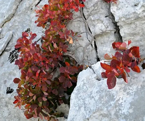 Apartman Apartma Kmetija Rovan *